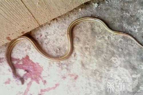 孕妇梦见蛇被摔死了