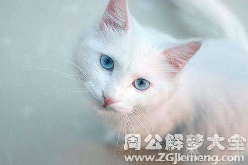 孕妇梦见一只白猫