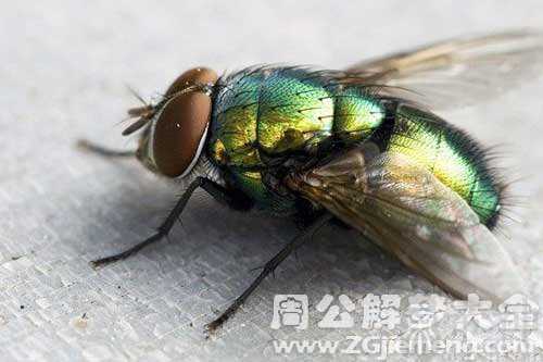 孕妇梦见很多苍蝇