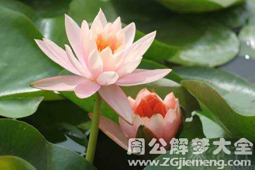 孕妇梦见摘荷花