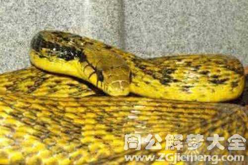 怀孕梦见大黄蛇