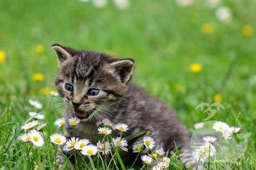 孕妇梦见死人变成死猫