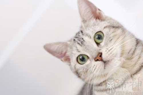 孕妇梦见猫撒尿