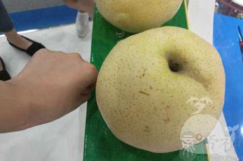 孕妇梦见很大的梨