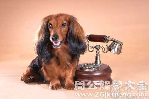 怀孕梦到狗