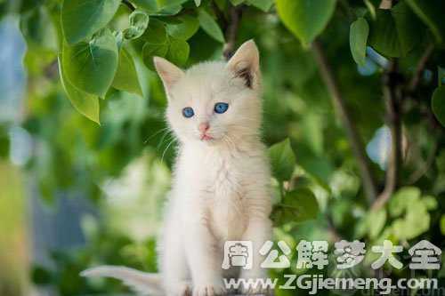 孕妇梦见小白猫