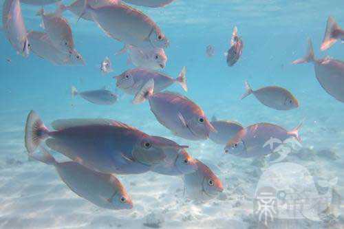 孕妇梦见被一群鱼