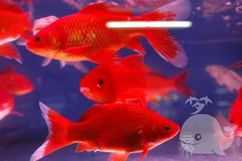 孕妇梦见断尾的鱼