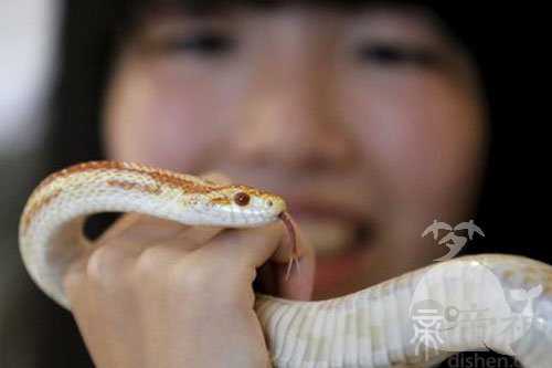 孕妇梦见蛇又放走