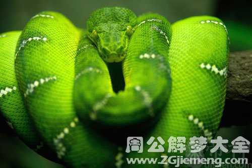 孕妇梦见绿蟒蛇