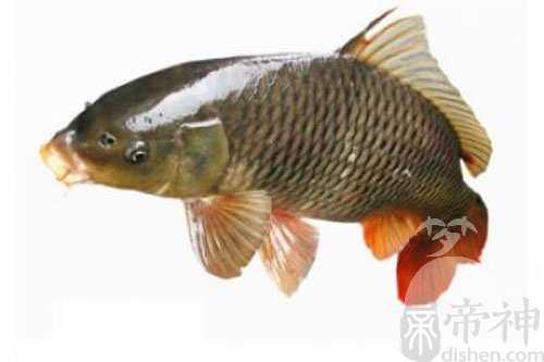 孕妇梦见买鲤鱼