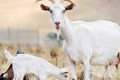 孕妇梦见白色山羊