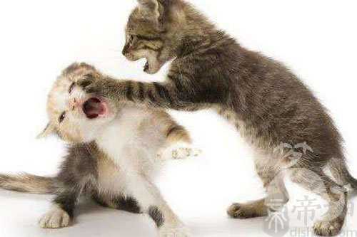 孕妇梦见猫在打架