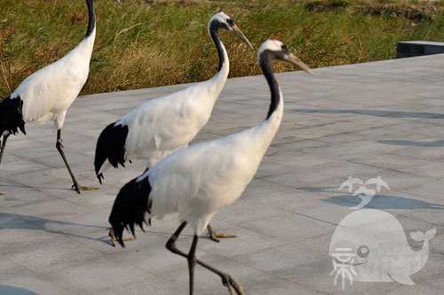 孕妇梦见一只仙鹤