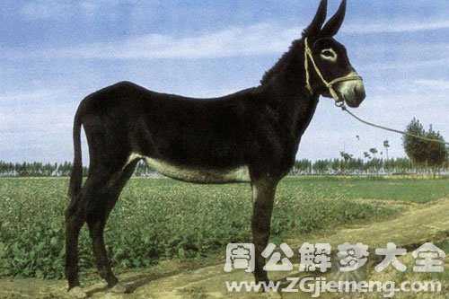 孕妇梦见黑驴