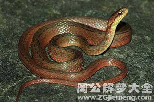 孕妇梦见蛇被吓醒