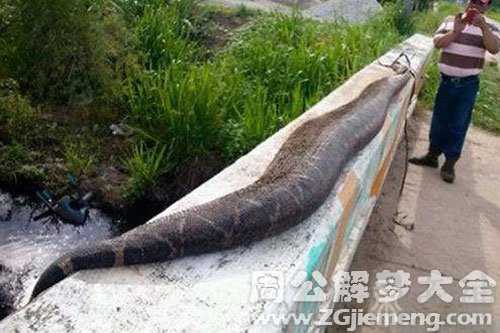 孕妇梦见杀死大蟒蛇