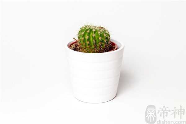 家里摆放带刺植物风水的禁忌