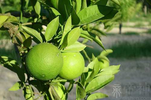 梦见摘了一串橘子