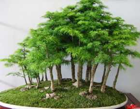 北方财位摆放什么植物最好,财神位放什么花最旺财