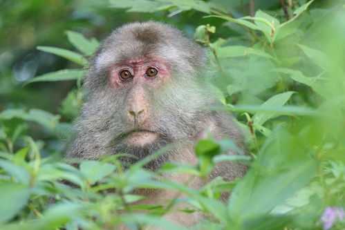 2022属蛇带什么生肖好,属蛇带什么生肖坠子