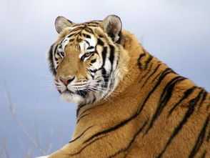 62属虎人买车什么颜色好,62年虎买什么颜色车