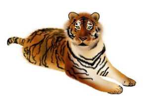 属虎人适合什么颜色的房间,属虎卧室墙纸什么颜色