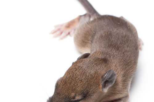 七十五属鼠是什么命,72年属鼠的是什么命