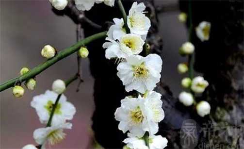 2023年2月5日元宵节安入户门好不好 是吉利的安装大门日吗