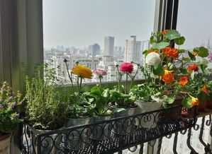 财位遇阳台挂葫芦,财位放金葫芦好还是铜葫芦好?